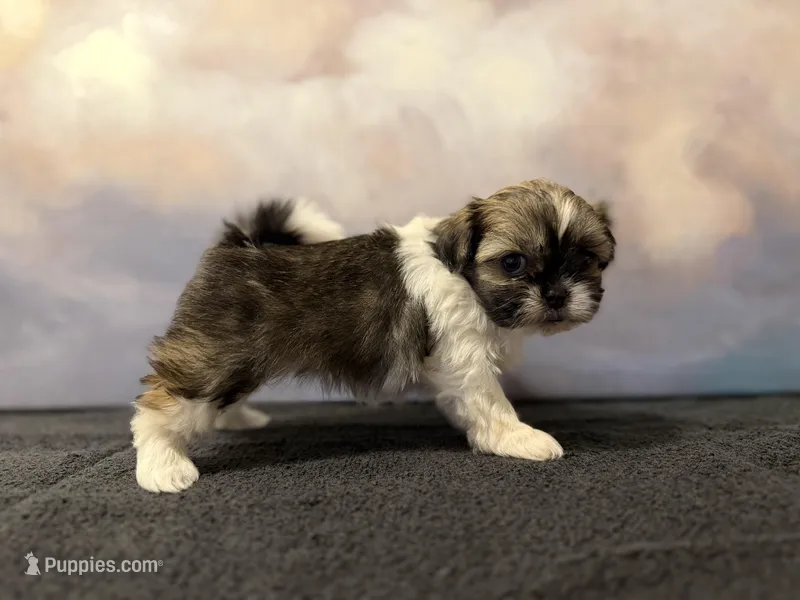 Luna – Shih Tzu puppy for sale in Lone Tree, CO