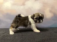 Luna, a female Shih Tzu for sale in Lone Tree, CO – Photo 1 of 3