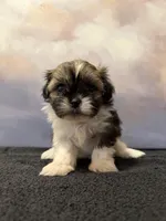 Luna, a female Shih Tzu for sale in Lone Tree, CO – Photo 3 of 3