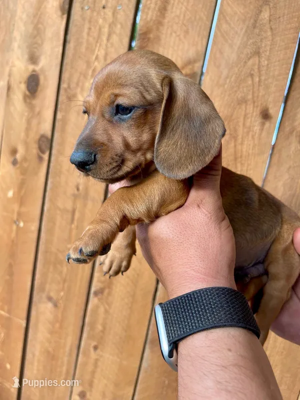 Olive – Miniature Dachshund puppy for sale in Denver, CO
