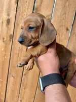 Olive, a female Miniature Dachshund for sale in Denver, CO – 1 of 1