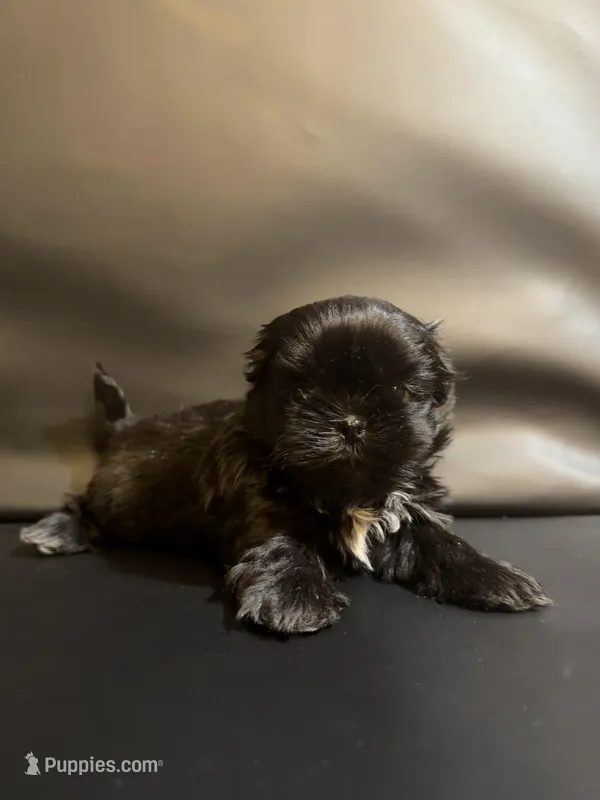 Celia – Shih Tzu puppy for sale in Lone Tree, CO