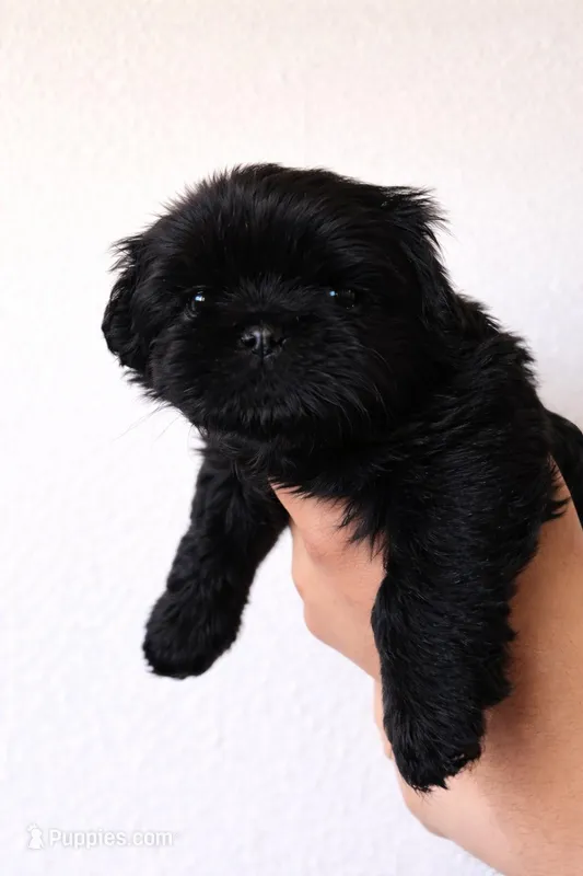 Celia – Shih Tzu puppy for sale in Lone Tree, CO