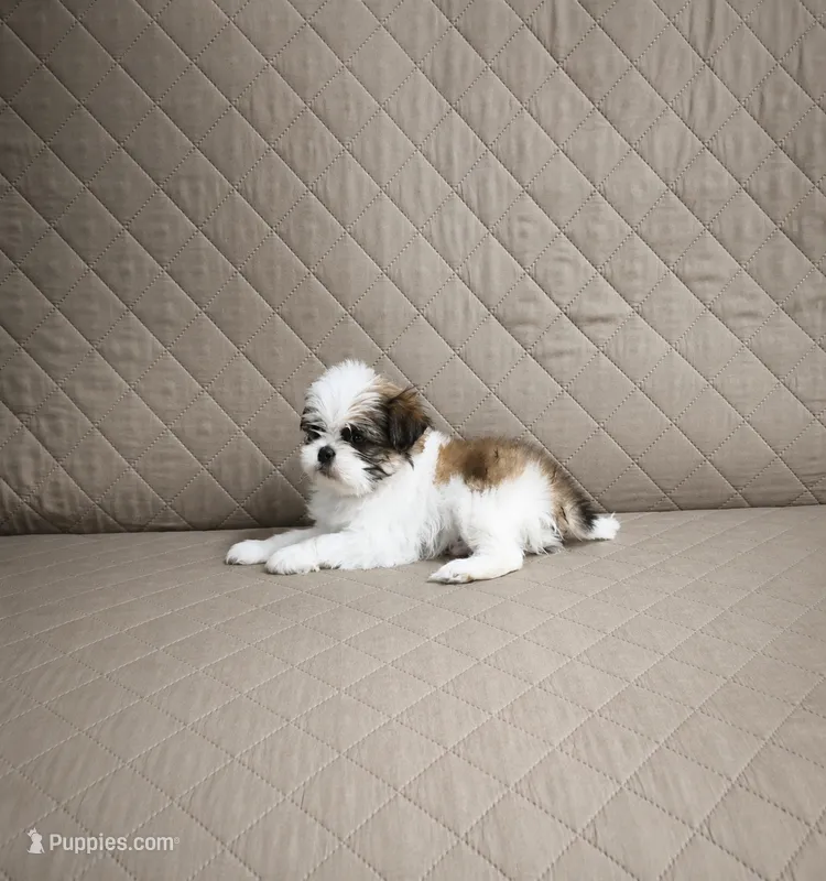 Rocky – Shih Tzu puppy for sale in Lone Tree, CO