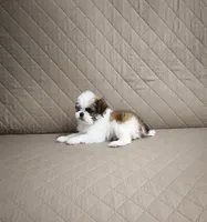 Rocky, a male Shih Tzu for sale in Lone Tree, CO – 1 of 1