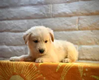 Teddy, a male Golden Retriever for sale in Chandler, AZ – 3 of 3