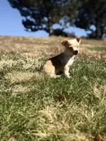 Wero, a male Chihuahua for sale in Denver, CO – 5 of 6