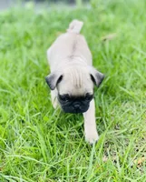 Daisy, a female Pug for sale in Denver, CO – 2 of 2