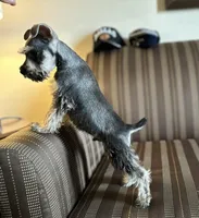 Queen, a female Miniature Schnauzer for sale in Tempe, AZ – Photo 2 of 3