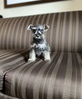 Queen, a female Miniature Schnauzer for sale in Tempe, AZ – Photo 3 of 3