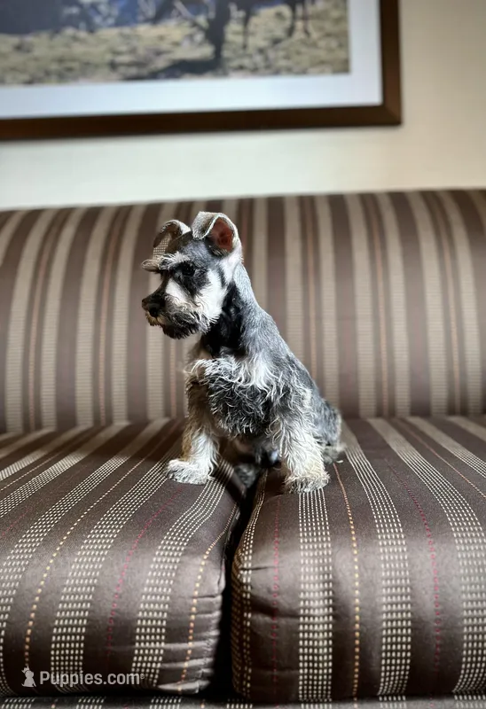 Queen – Miniature Schnauzer puppy for sale in Tempe, AZ