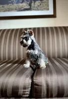 Queen, a female Miniature Schnauzer for sale in Tempe, AZ – Photo 1 of 3