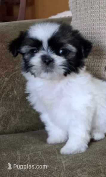 Teddy – Shih Tzu puppy for sale in Lone Tree, CO