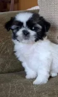 Teddy, a male Shih Tzu for sale in Lone Tree, CO – 1 of 1