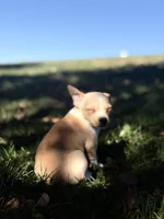 Wero, a male Chihuahua for sale in Denver, CO – 3 of 6