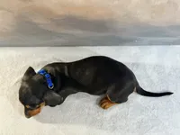Atlas, a male Miniature Dachshund for sale in Denver, CO – 3 of 4