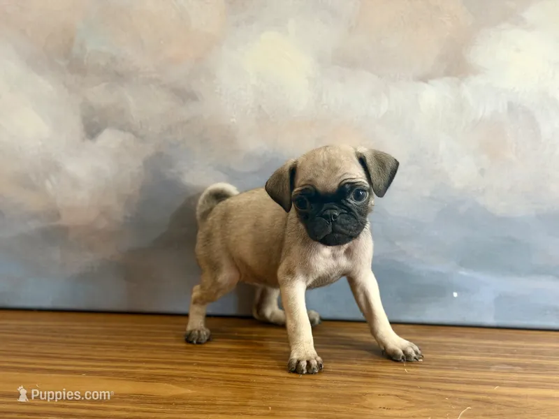 Ace – Pug puppy for sale in Denver, CO