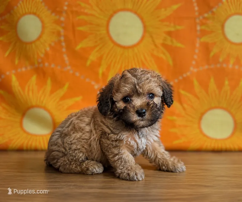 Rusty – Maltipoo puppy for sale in Lone Tree, CO
