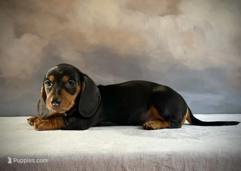 Atlas – Miniature Dachshund puppy for sale in Denver, CO