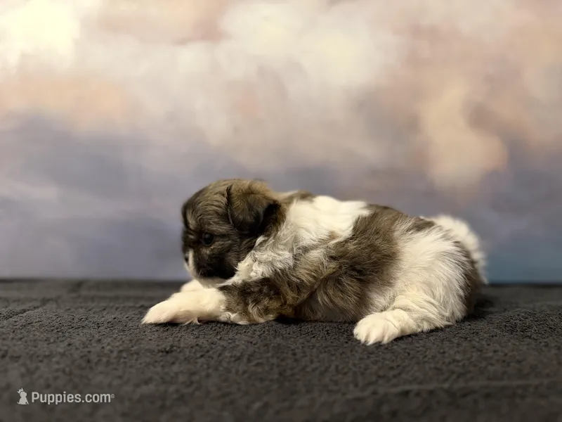 Bella – Shih Tzu puppy for sale in Lone Tree, CO