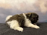 Bella, a female Shih Tzu for sale in Lone Tree, CO – Photo 4 of 4