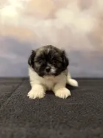 Bella, a female Shih Tzu for sale in Lone Tree, CO – Photo 2 of 4