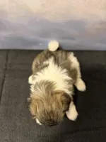 Bella, a female Shih Tzu for sale in Lone Tree, CO – Photo 3 of 4