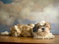 Lily, a female Shih Tzu for sale in Lone Tree, CO – 3 of 5