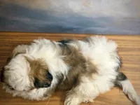 Archie, a female Shih Tzu for sale in Lone Tree, CO – 3 of 5