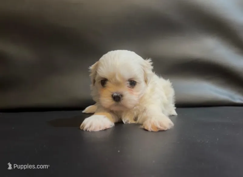 Snow – Shih Tzu puppy for sale in Lone Tree, CO