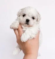 Snow, a female Shih Tzu for sale in Lone Tree, CO – Photo 2 of 2