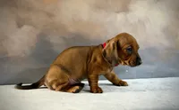 Niko, a male Miniature Dachshund for sale in Denver, CO – 2 of 3