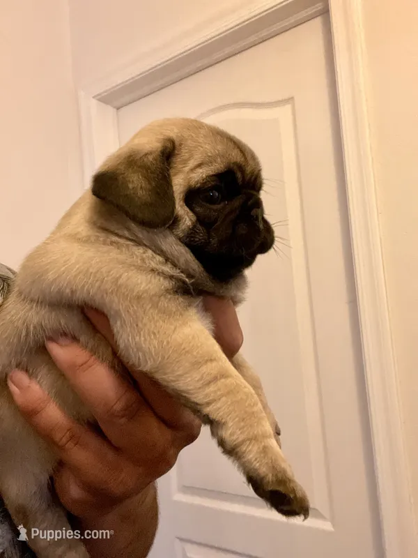 Rosie – Pug puppy for sale in Denver, CO