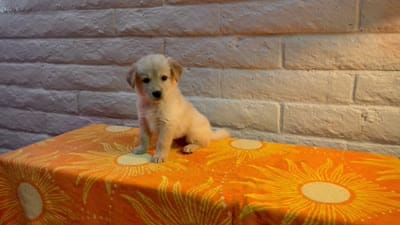 Honey, a female Golden Retriever for sale in Chandler, AZ – 3 of 3
