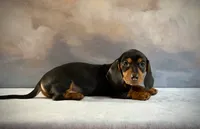 Atlas, a male Miniature Dachshund for sale in Denver, CO – 4 of 4