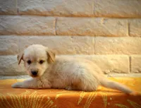 Sunny, a male Golden Retriever for sale in Chandler, AZ – 3 of 3