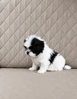 Milo, a male Shih Tzu for sale in Lone Tree, CO – 1 of 1