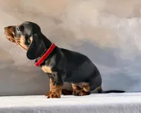 Winnie, a female Miniature Dachshund for sale in Denver, CO – 4 of 4