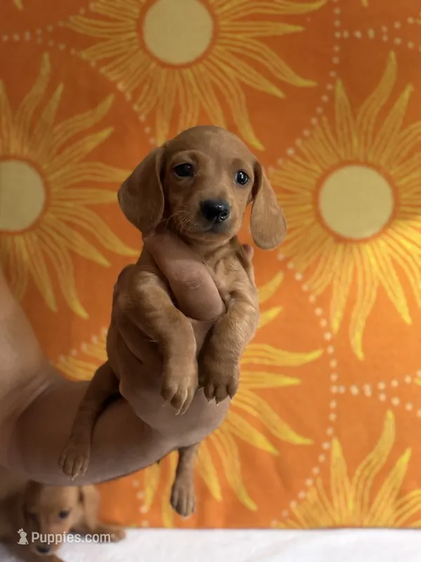 Hazel – Miniature Dachshund puppy for sale in Denver, CO
