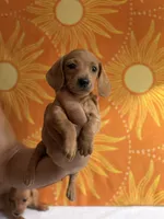 Hazel, a female Miniature Dachshund for sale in Denver, CO – 1 of 1