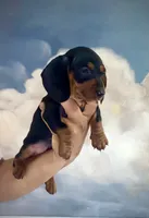 Winnie, a female Miniature Dachshund for sale in Denver, CO – 1 of 4