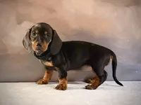 Ruby, a female Miniature Dachshund for sale in Denver, CO – 2 of 3