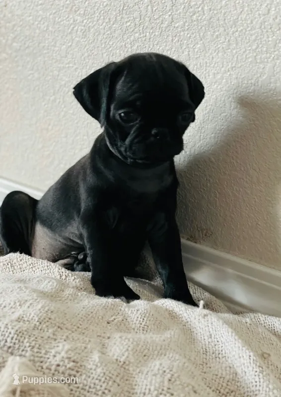Luna – Pug puppy for sale in Denver, CO