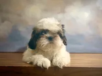 Archie, a female Shih Tzu for sale in Lone Tree, CO – 2 of 5