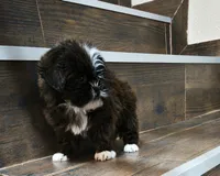 Nala, a female Shih Tzu for sale in Lone Tree, CO – 1 of 1