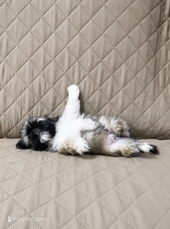 Neo, a male Shih Tzu for sale in Lone Tree, CO – 1 of 1