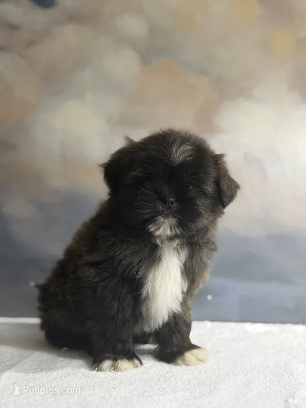 Milo – Shih Tzu puppy for sale in Lone Tree, CO