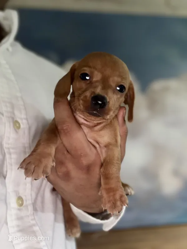 Olive – Miniature Dachshund puppy for sale in Denver, CO