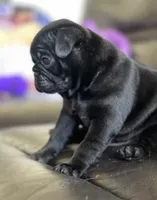 Shadow, a male Pug for sale in Denver, CO – 2 of 3
