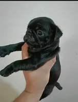 Shadow, a male Pug for sale in Denver, CO – 3 of 3